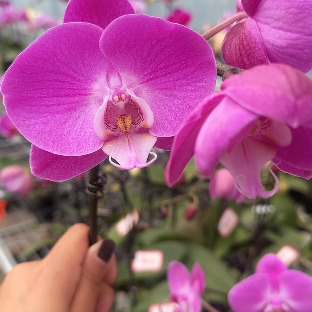 大部分花苞少量开放A038带花发无售后