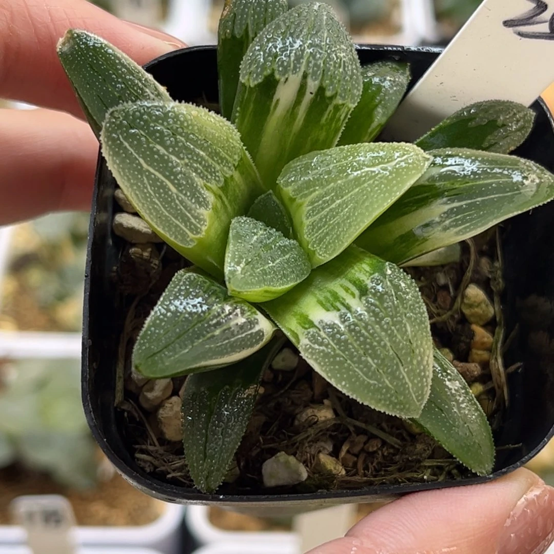 25蓝光磨面寿锦福利专场