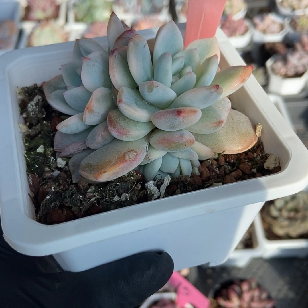 1389梦露锦多肉zhiwu