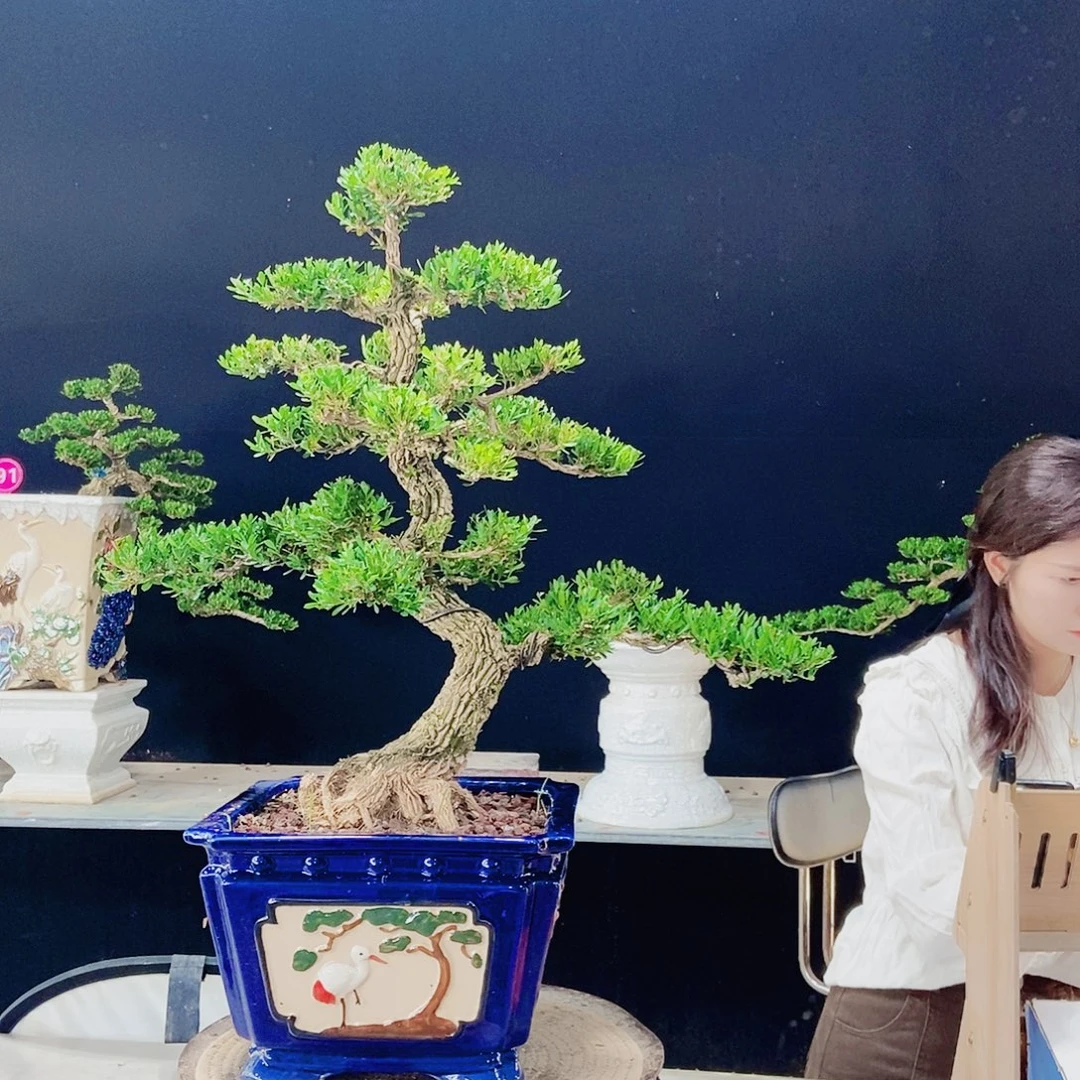 当前无花朵，栽培后可花朵