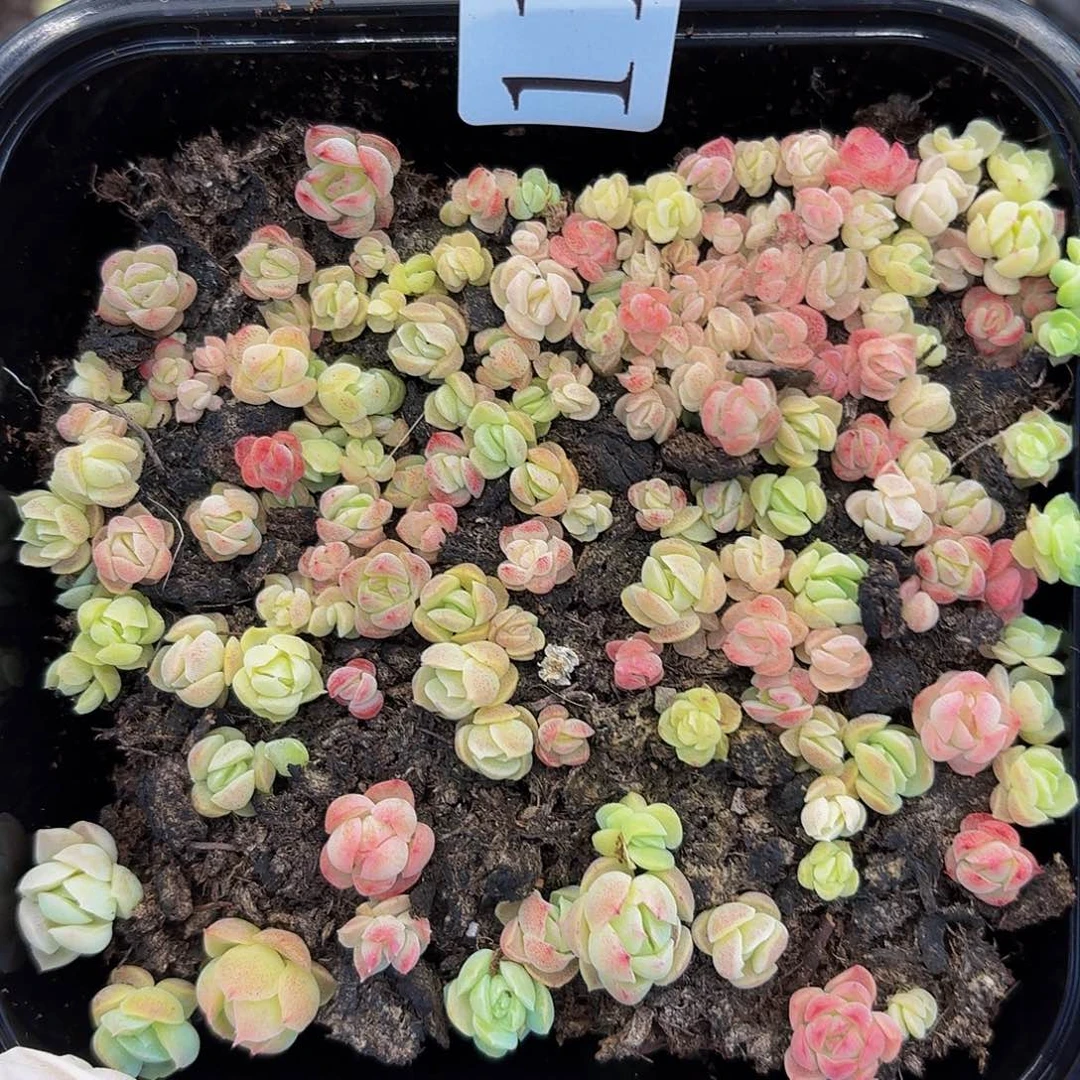 多肉植物多肉植物111