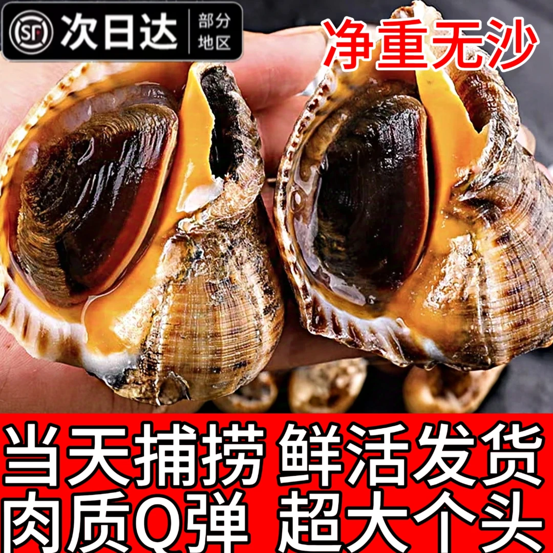 海螺鲜活超大海螺特大贝壳类非花螺猫眼螺新鲜当天海捕海鲜水产