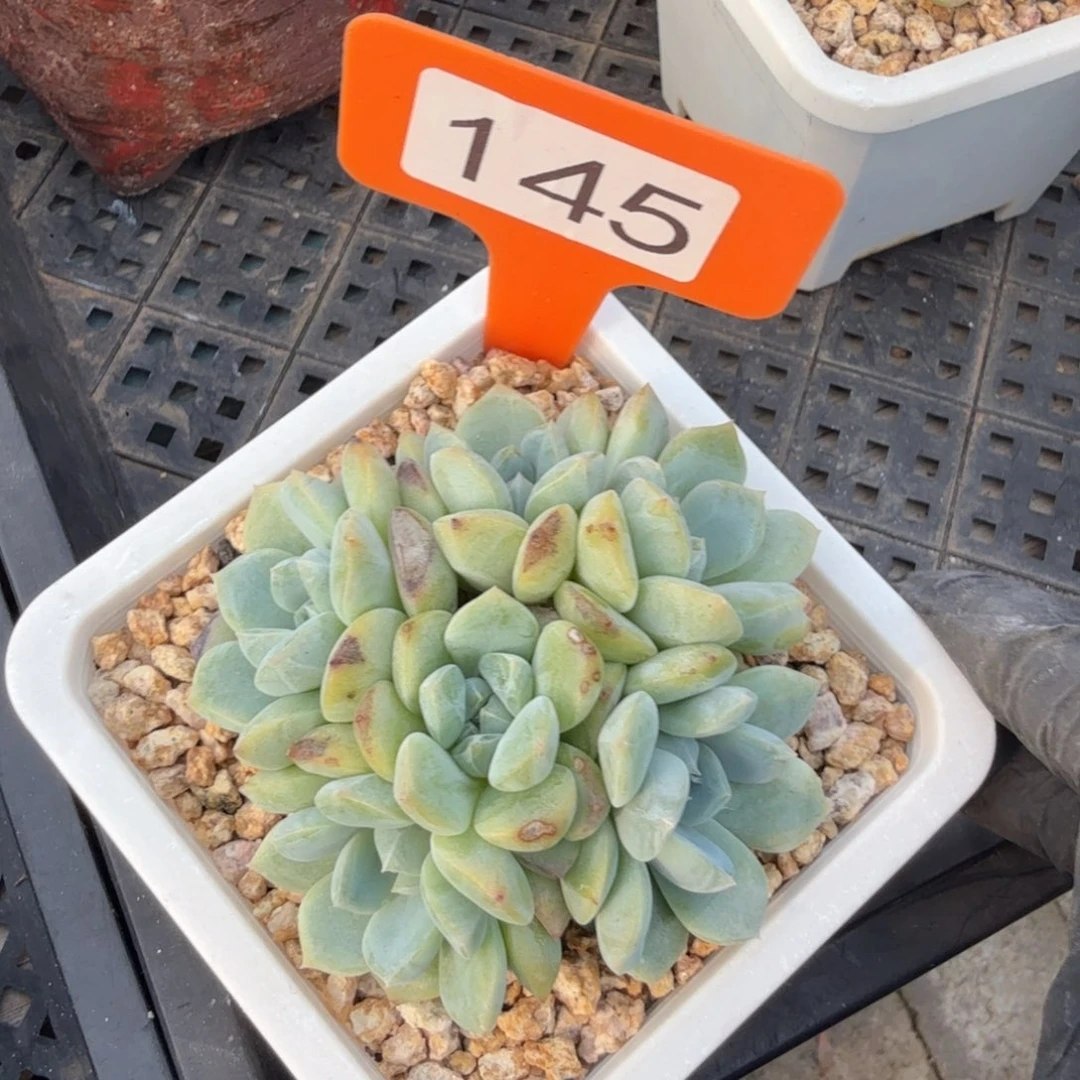 厚梦1111111111111111111111