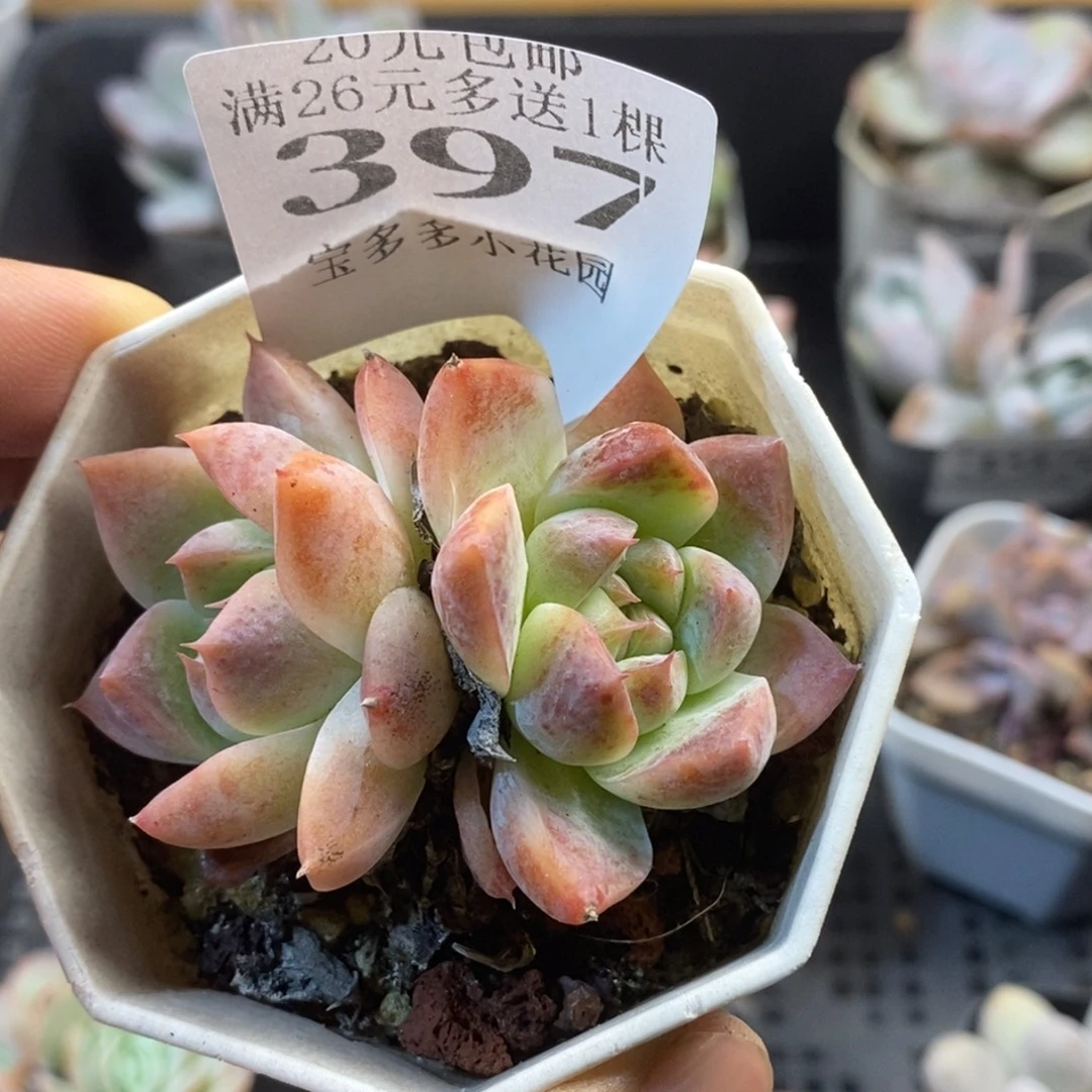 双头如梦令一物一拍满20包邮满26送一颗多肉