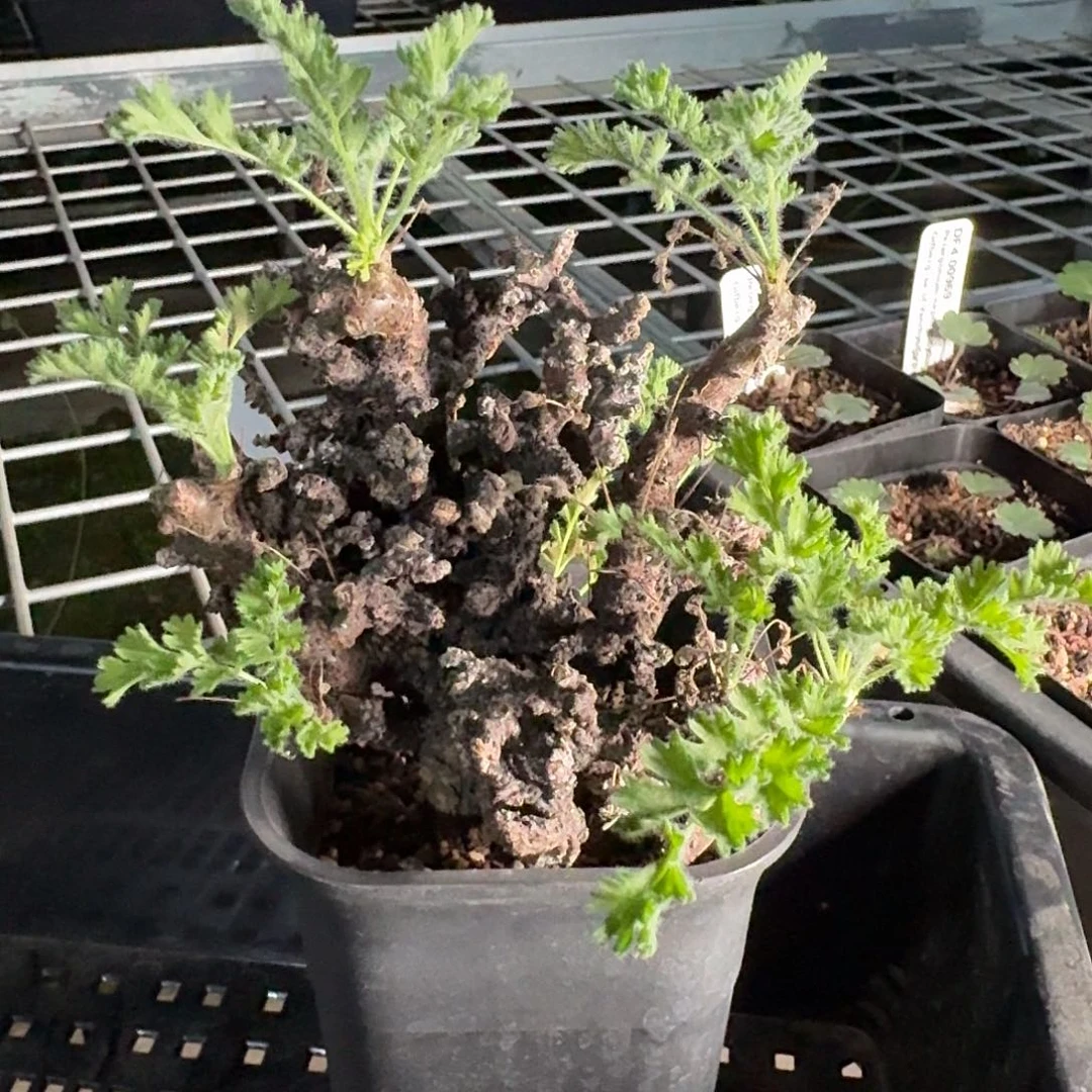 黑珊瑚洋葵老桩一个带盆