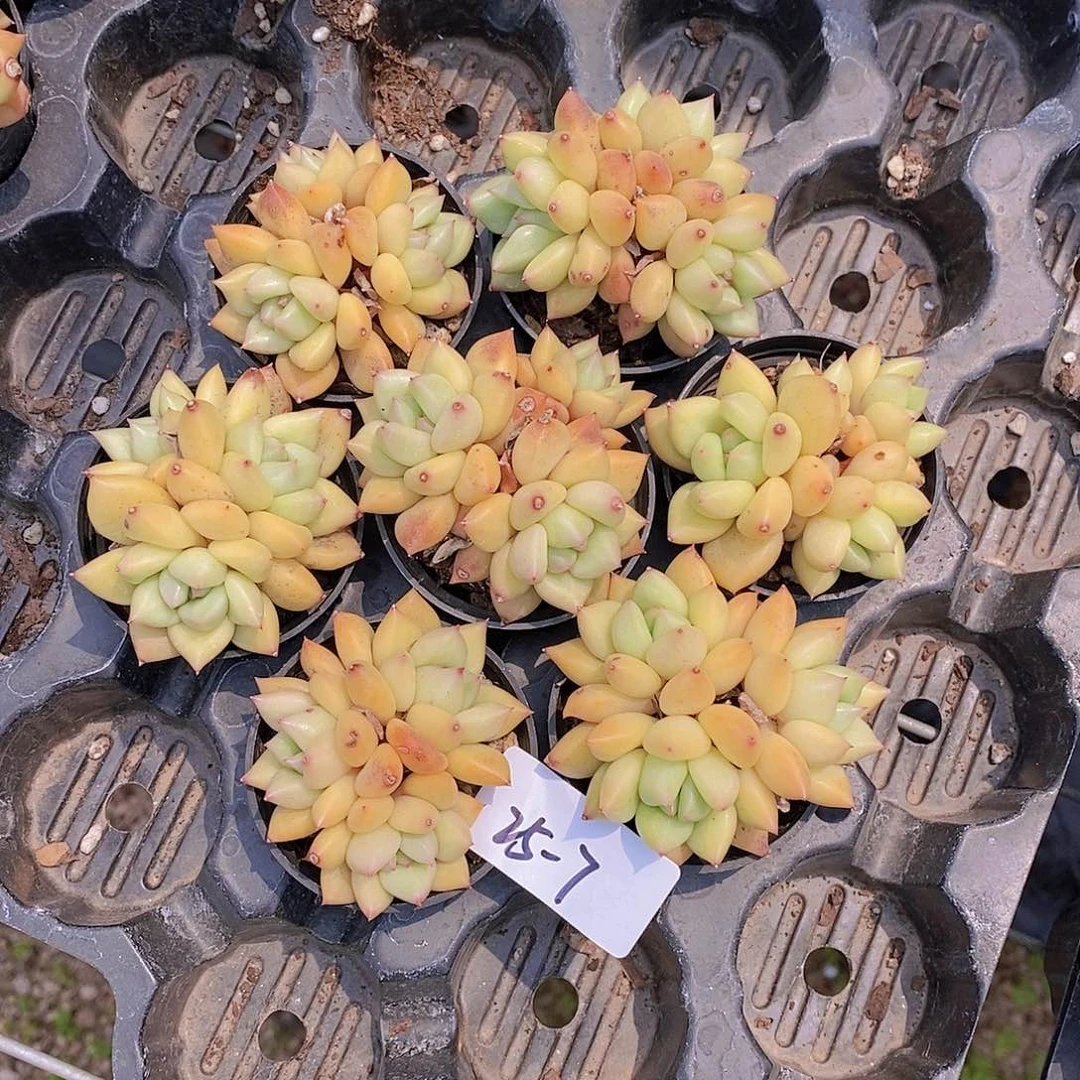 25-7- 瑕疵晒斑小象牙群2颗 介意慎拍 量拍