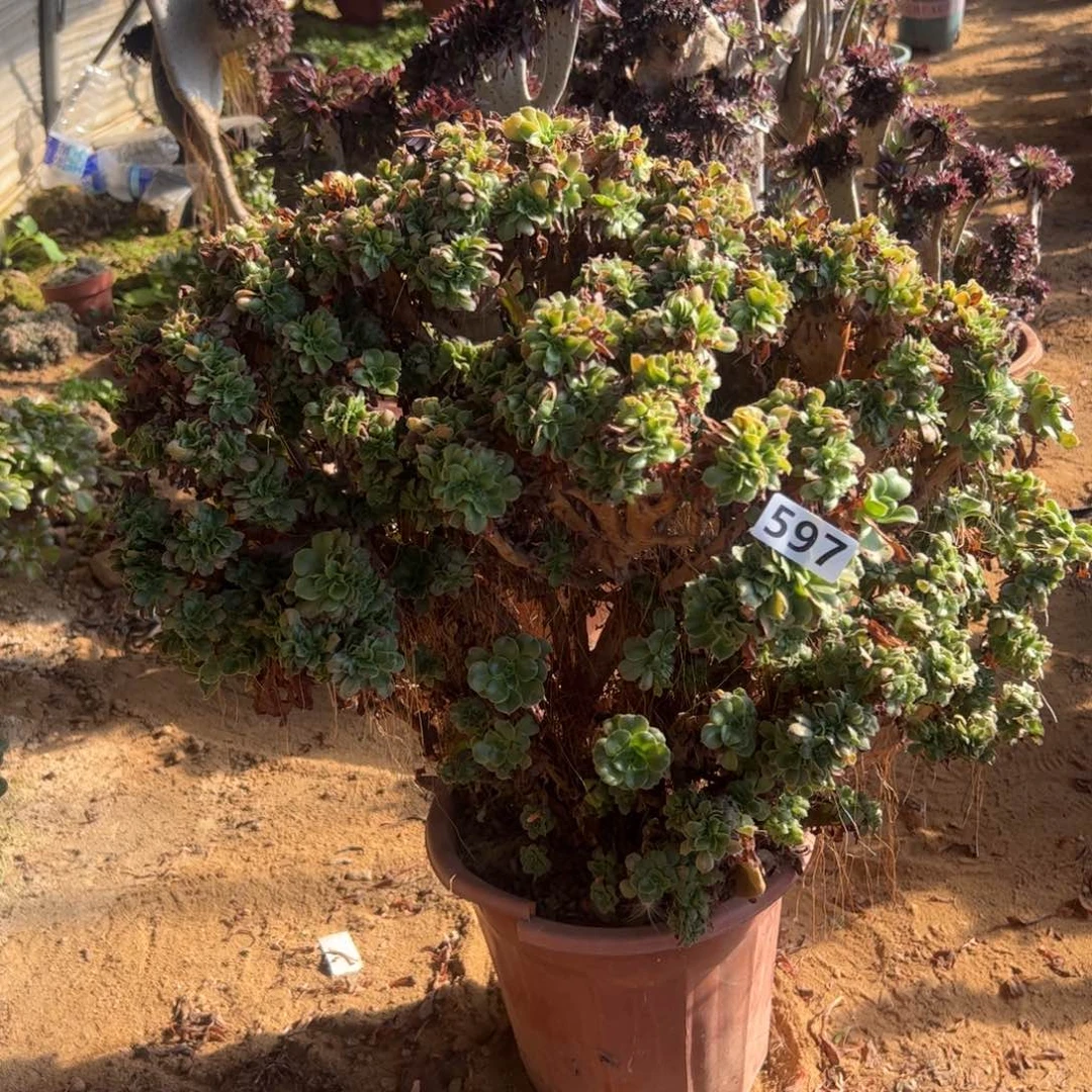 伤多小叶597官府48厘米