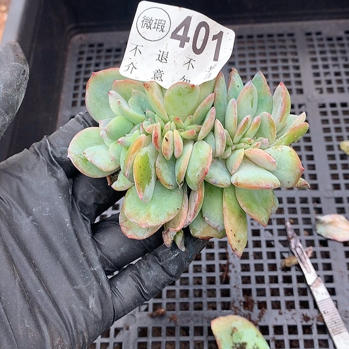 白凤缀化 有侧切 多肉植物9.25号左右