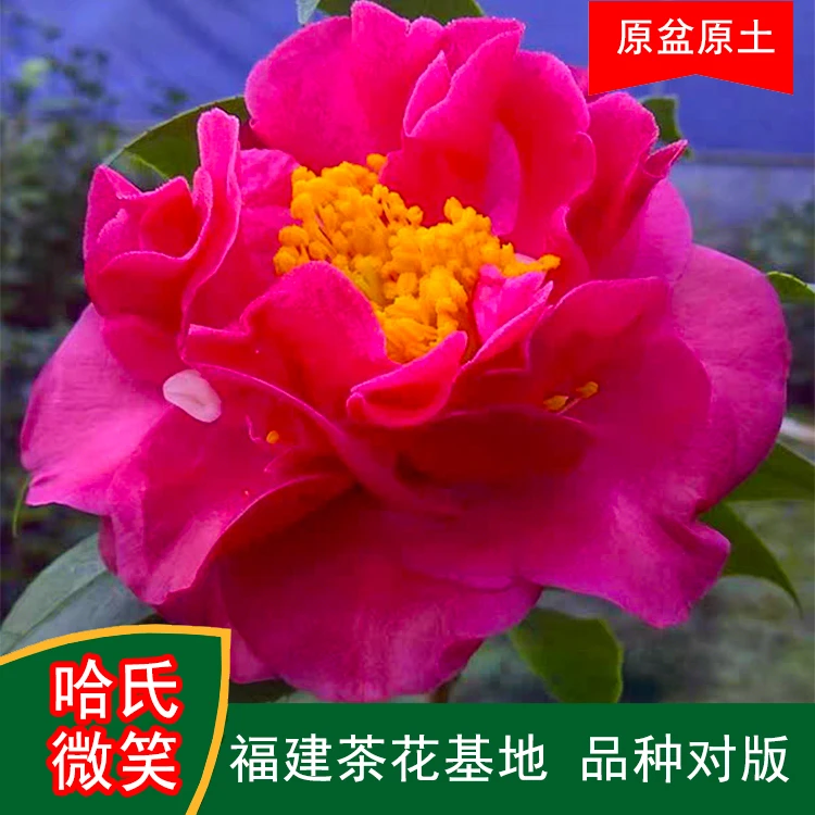 哈氏微笑茶花盆栽树苗带花苞耐寒四季常青冬季开花基地直销包邮