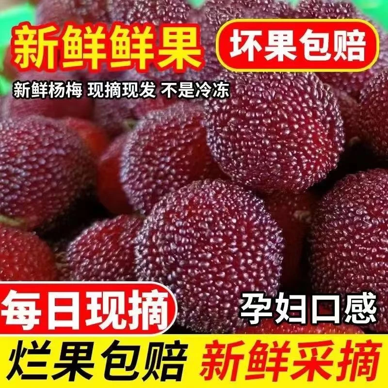 [顺丰包邮]福建新鲜杨梅现摘现发酸酸甜甜孕妇小孩可吃3斤5斤