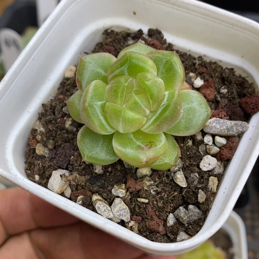 精品多肉一物一拍不包整273