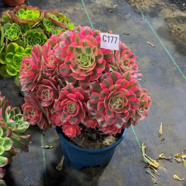 粉女巫1770000000000