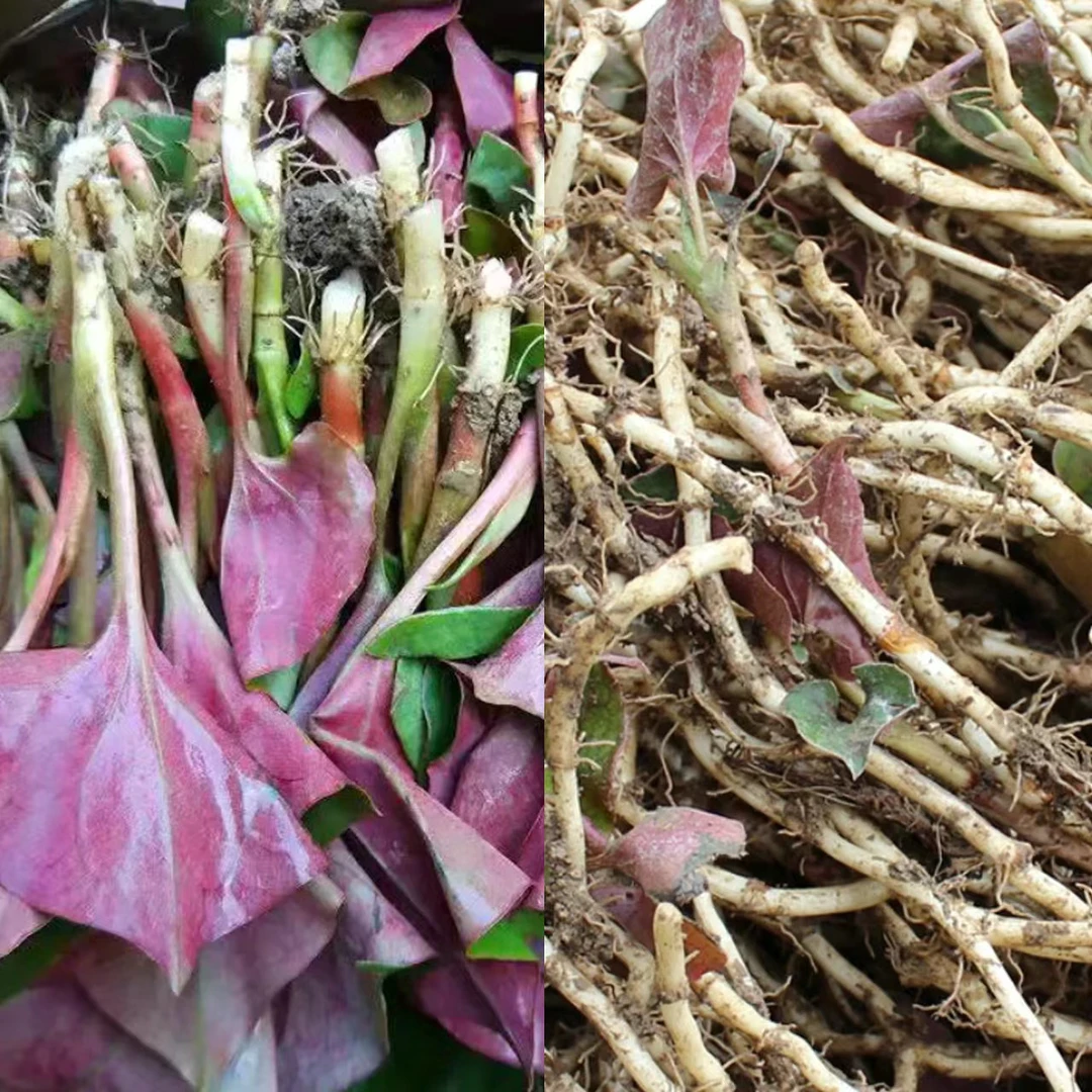 【叶根各一半】农家现挖带泥鱼腥草正宗折耳根新鲜嫩根嫩芽湖北特产