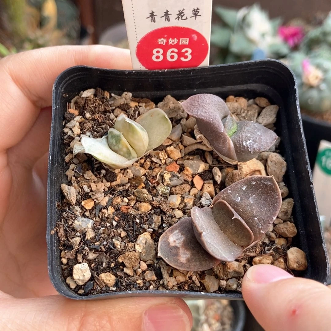 卧牛一盒打包66878