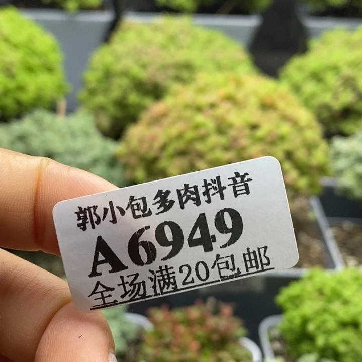 土两包6949枝干番杏