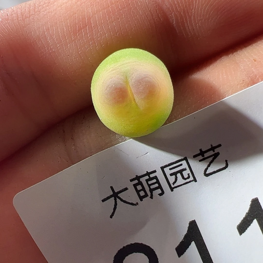0000811 一物一拍……