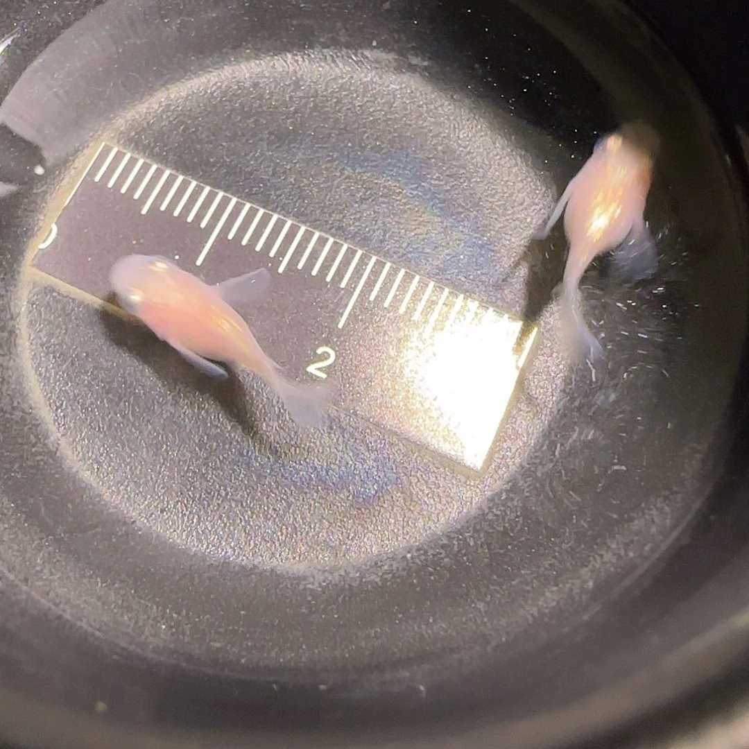 青鳉鱼观背青鱂一物一拍328