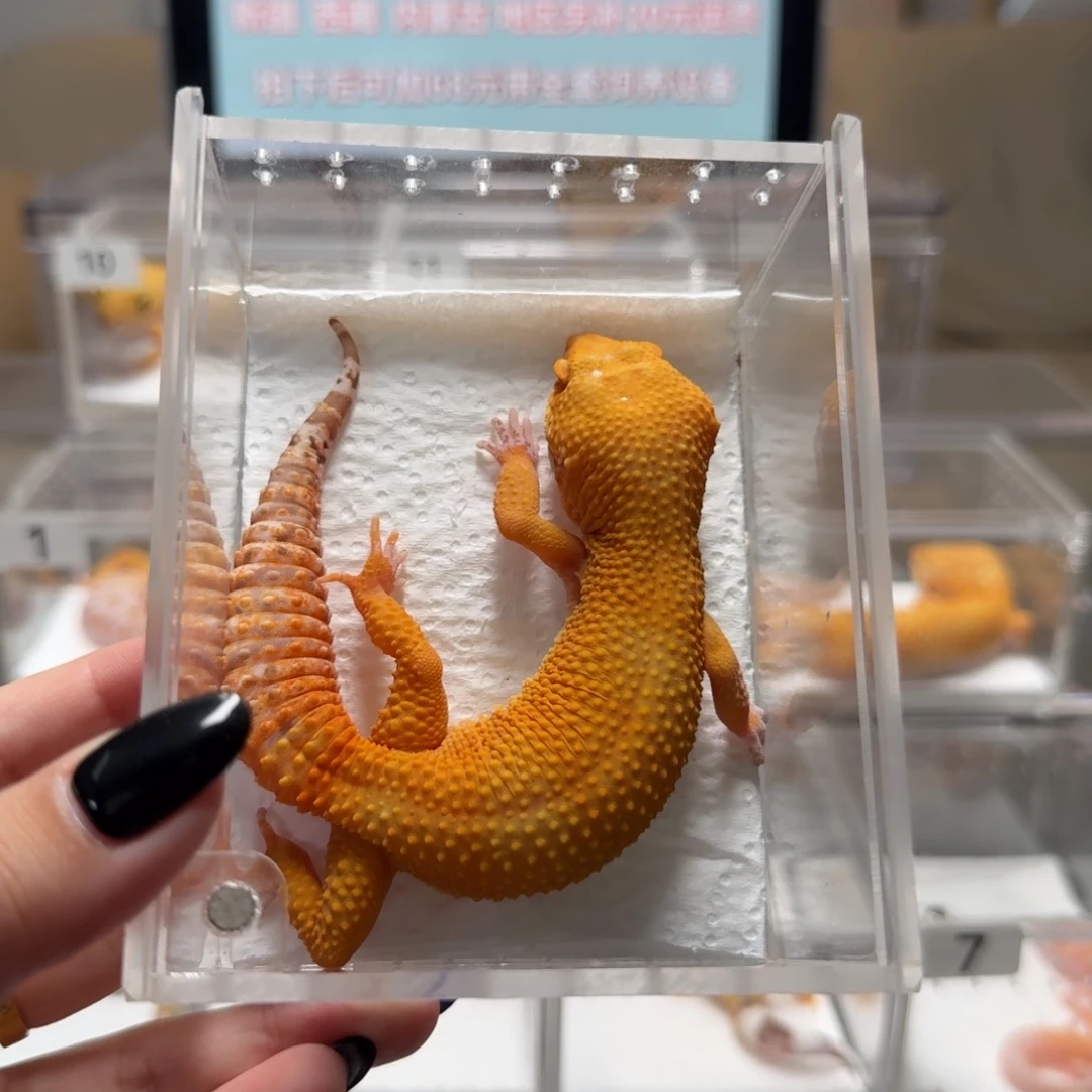 豹纹守宫贝尔阳光母