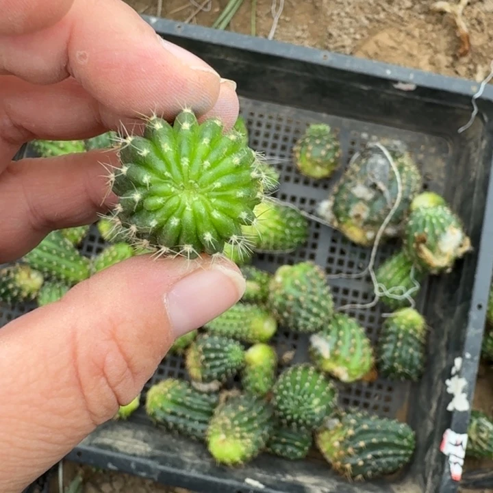 302新品丽花2个无根侧牙丑歪，20包邮