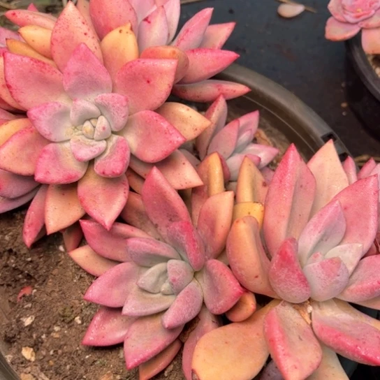 以*多肉植物的植物