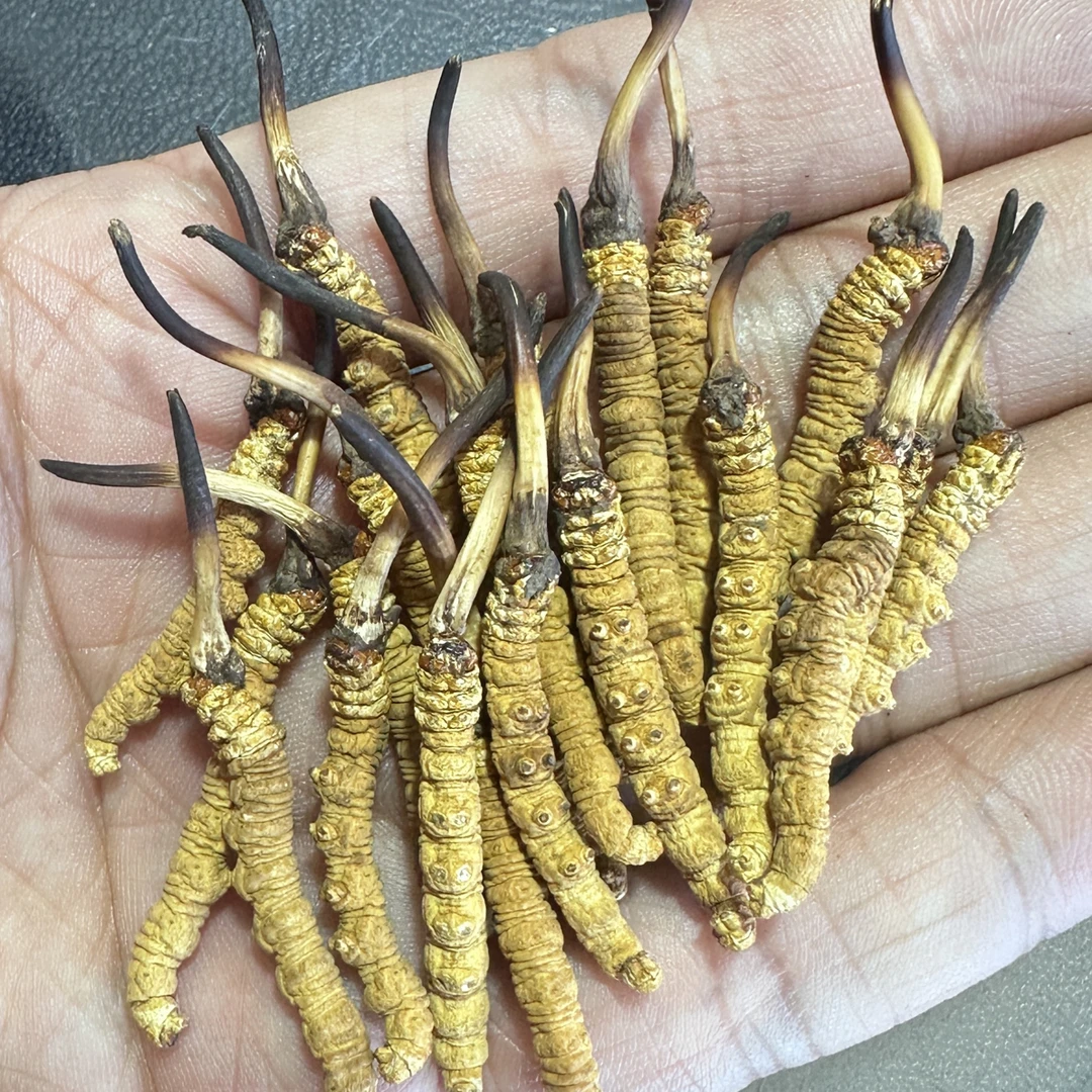 【小草小黄芽5.5-6根1克】纯正那曲草 到顶高货 高品质那曲冬虫夏草