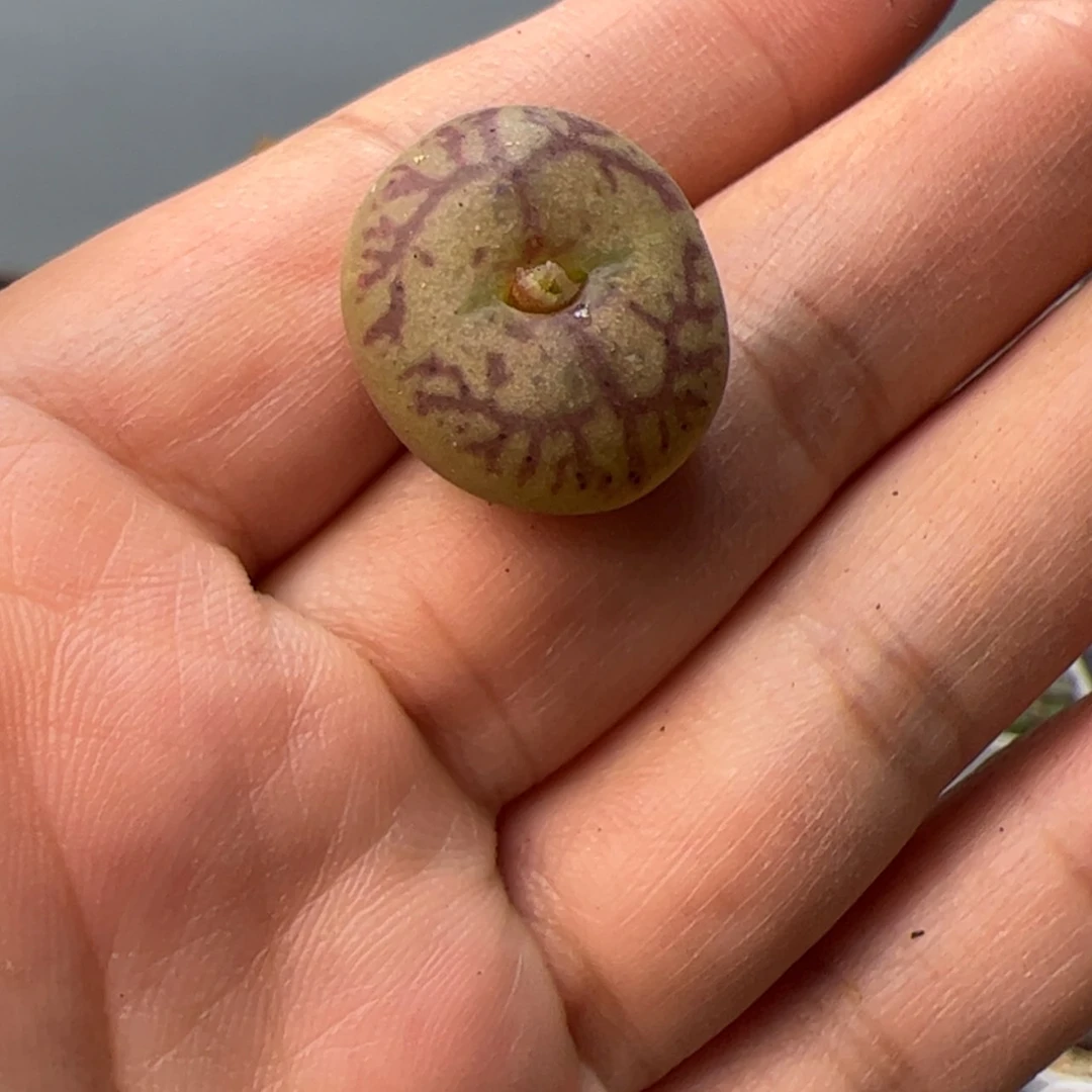 【闪购商品】000000011毛杂