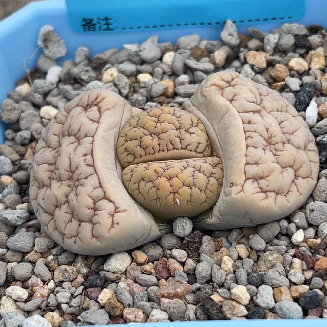 3869凹凸脑纹189一颗
