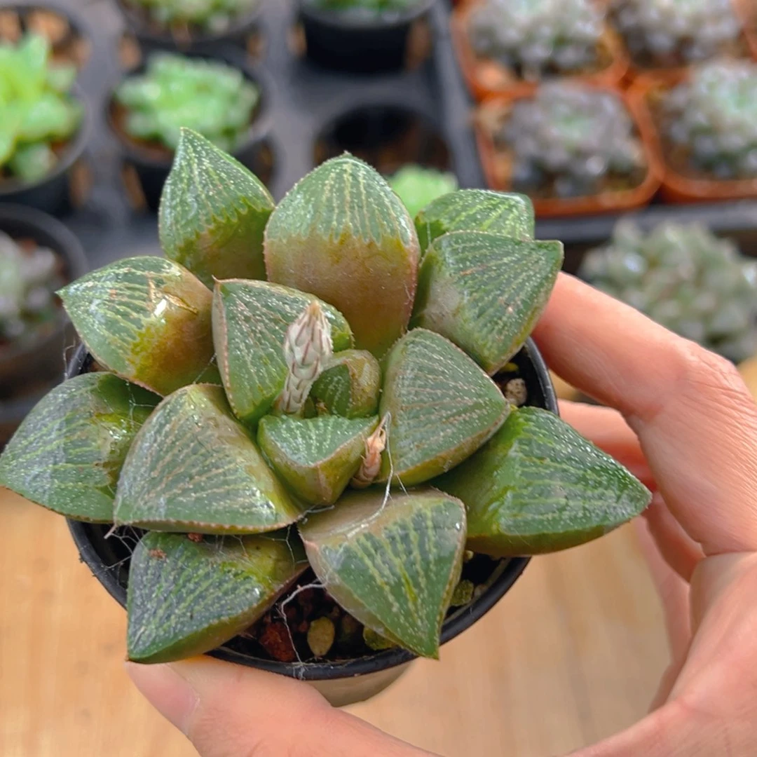 实生玉露多肉多肉1