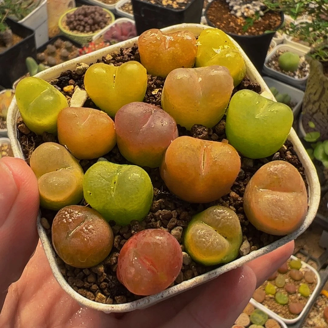 785多肉植物种类和