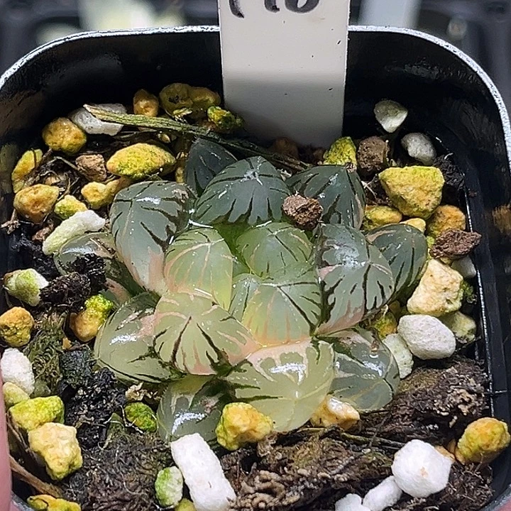 198龙爪玉露锦头家多肉十二卷