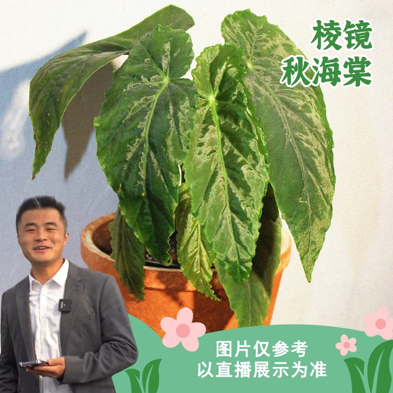 【热植馆】棱镜秋海棠好养网红ins风带植物绿植花卉植物室内植物