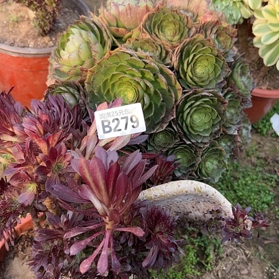 艾****姐两颗多肉法师植物 有砍