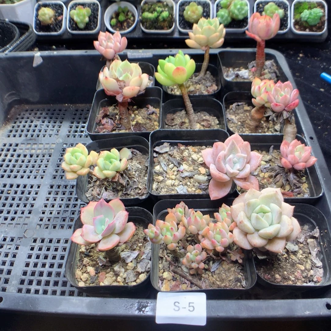 无花朵S5月英语英语英语英语英语