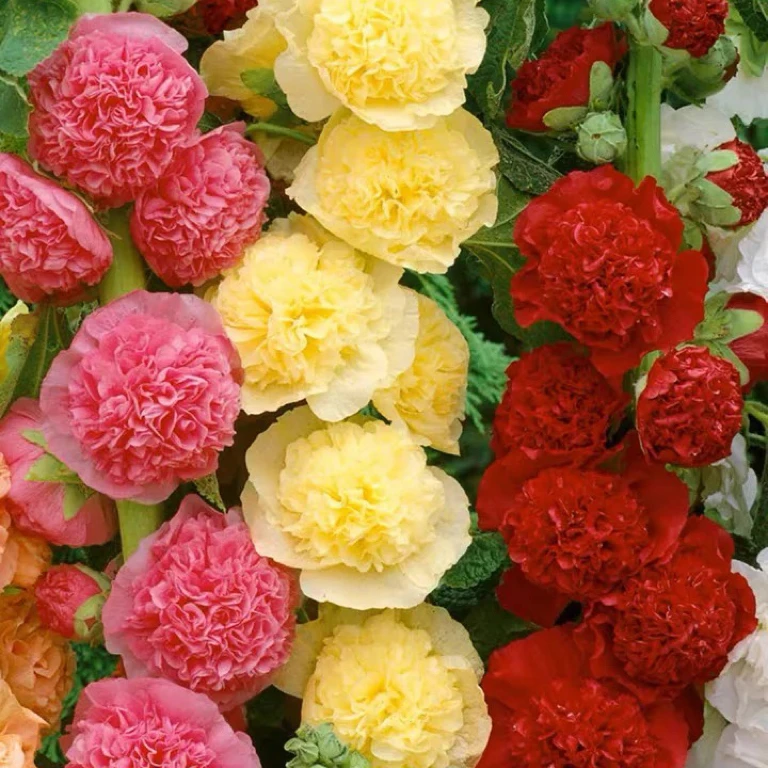 重瓣蜀葵花种子籽混色耐热四季开花波斯菊格桑花野花组合花卉绿植