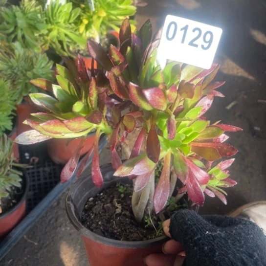 多肉植物0129黑法师丛林