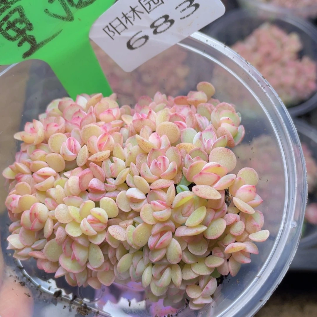 量拍多肉植物多肉植物683