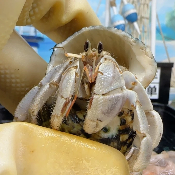 A25灰蓝色 灰白2.0cm口径