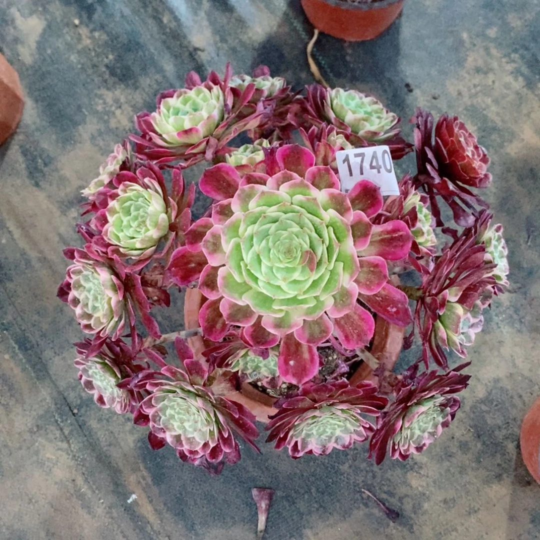 紫嫣1740多肉11111