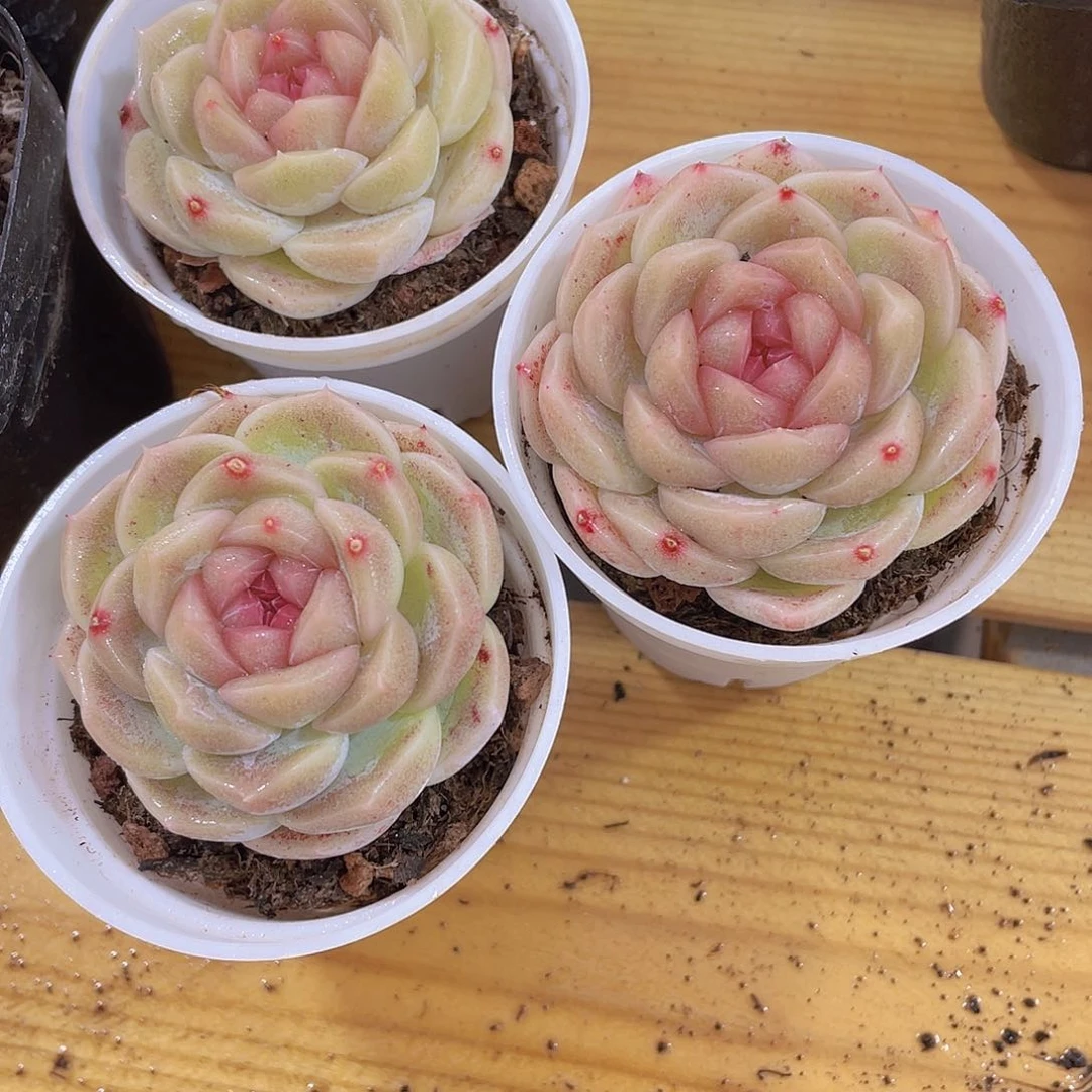 183号 雪梨珍妮单头一个