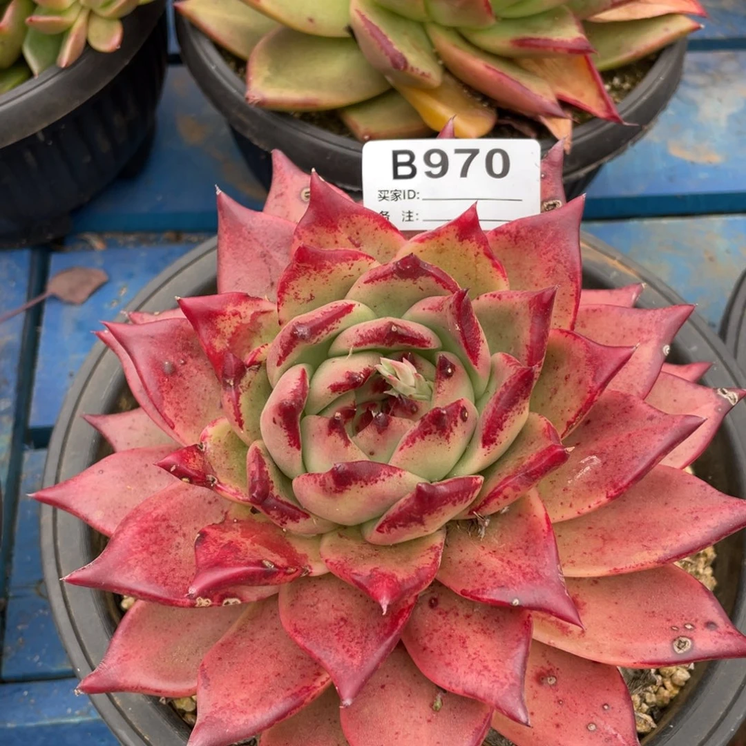 无花朵若如东云单拍B970