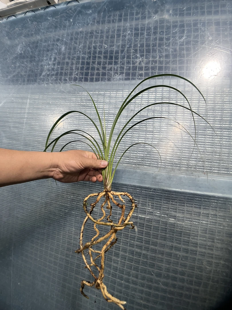 边草订金秋芝名品边草大龙头苗十片叶苗子健康清秀自然棚种植