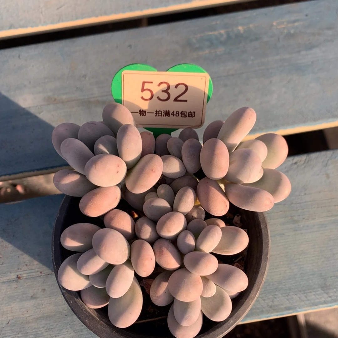 蛋白石奶酪无砍7头532