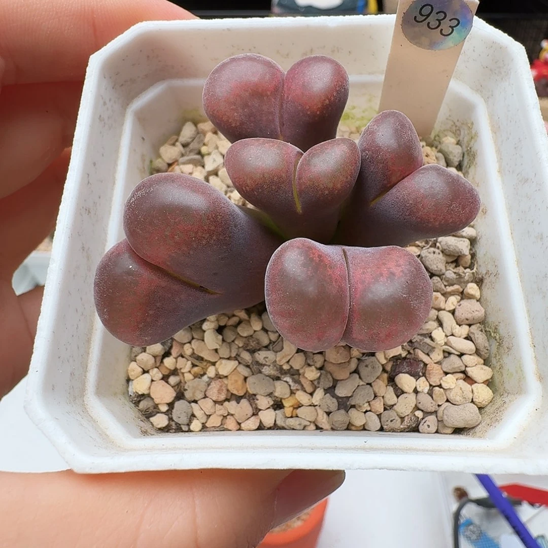 多肉植物福利风铃933