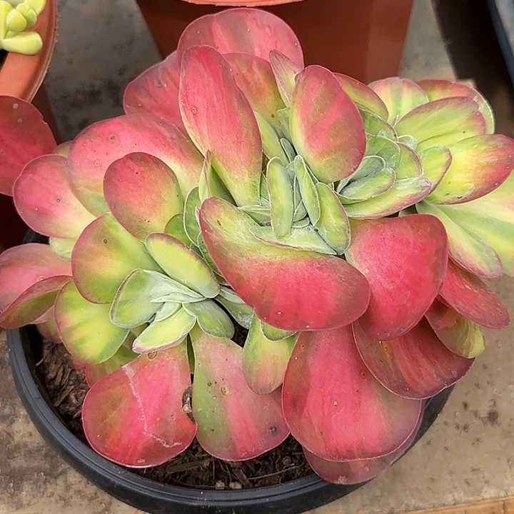 唐寅锦缀惊鸿一物一拍包装收缩花旱