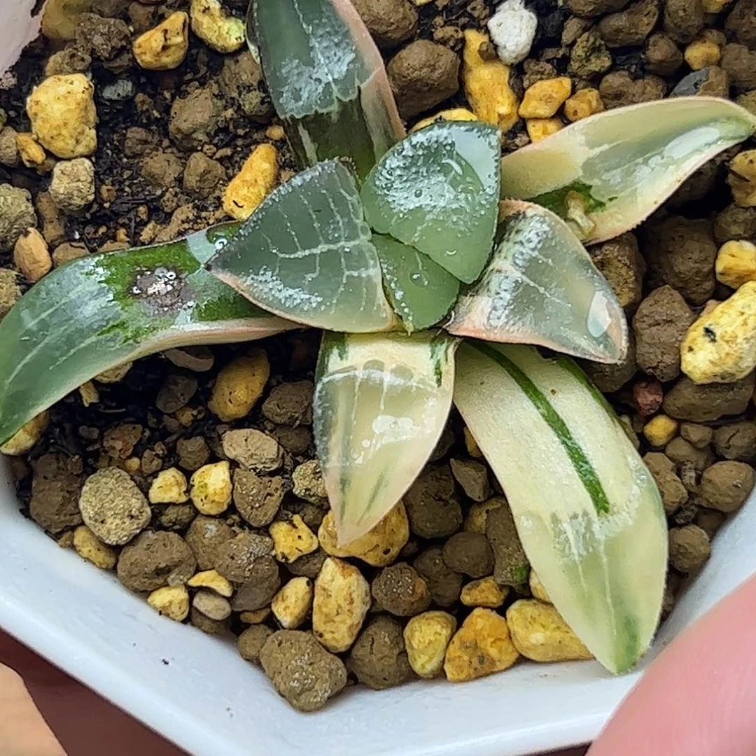 木叶克里克特锦十二卷多肉