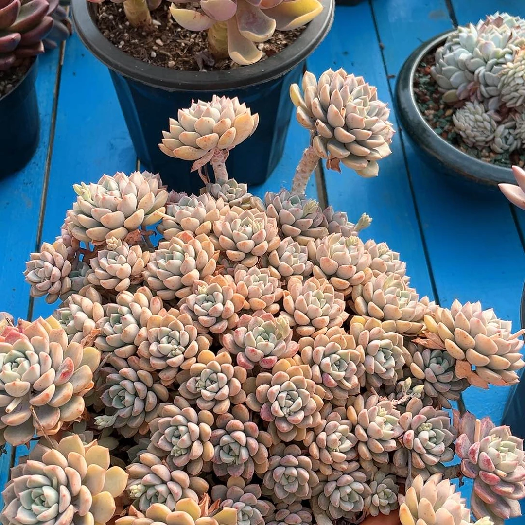 粉布偶大群11025