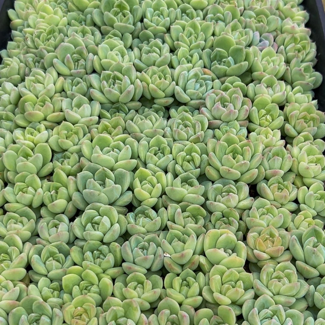 138多肉的我也是很喜欢