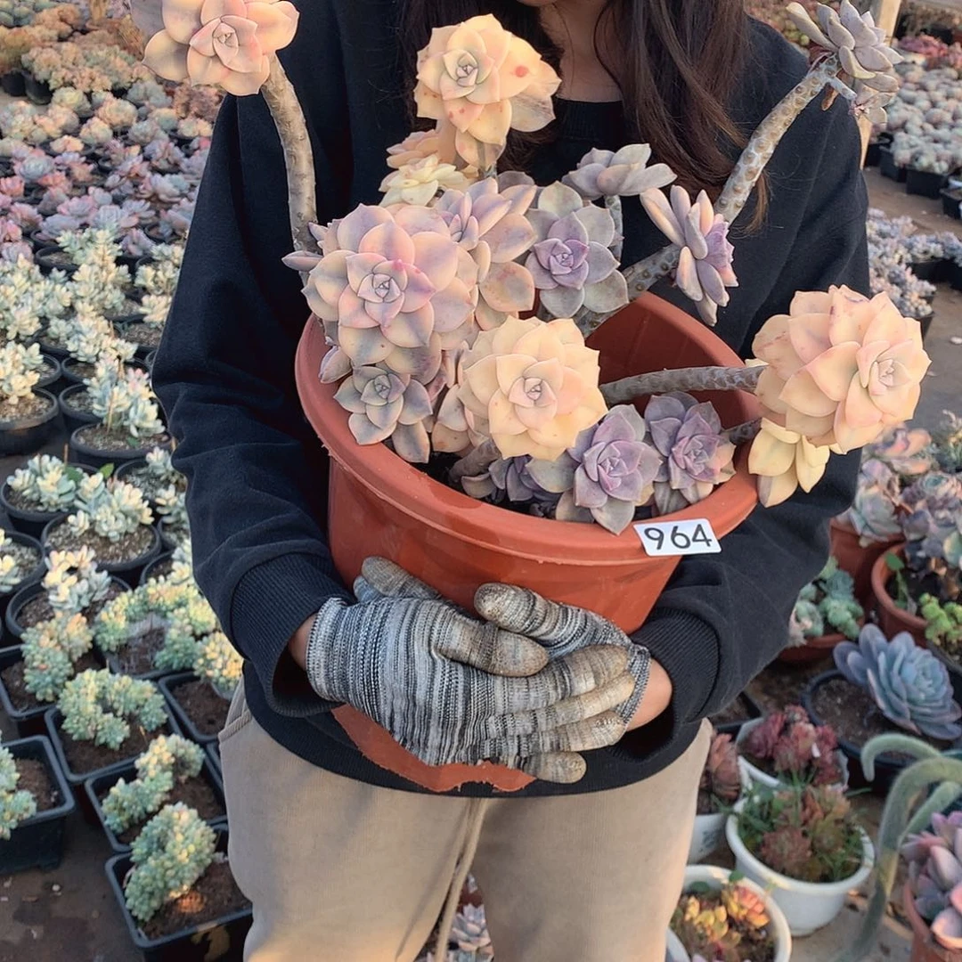 964紫乐锦 一物一拍