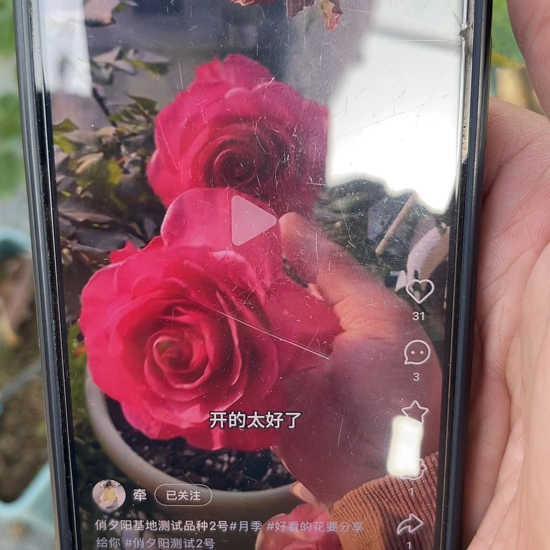 无花朵———-俏夕阳 测试2 福利款