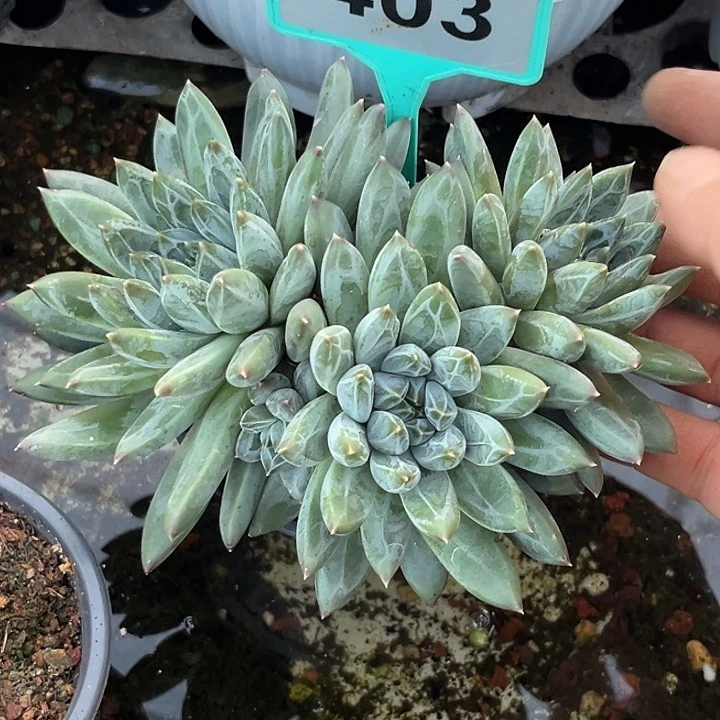 多肉植物雪花美人403